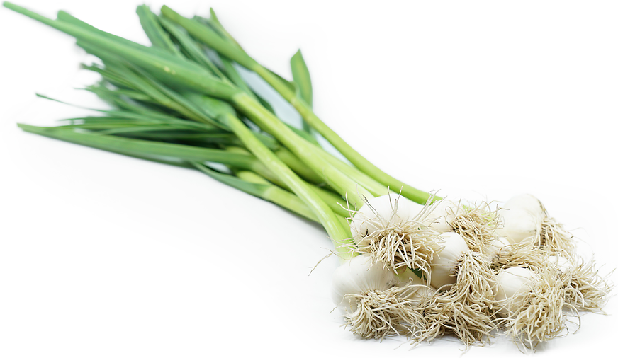 GREEN GARLIC (HARA LEHSUN)