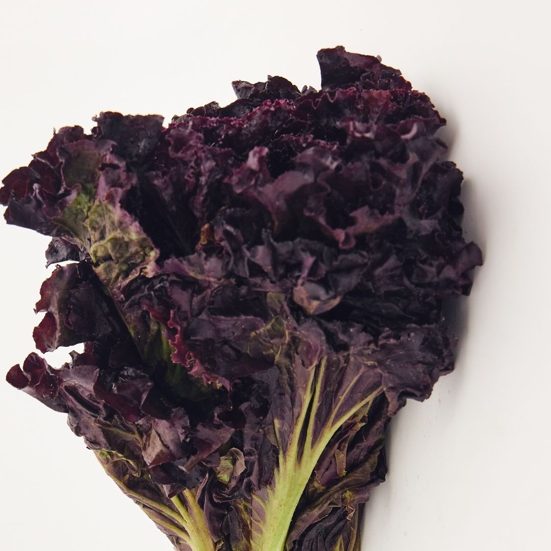 RED LETTUCE (LAL SALAD PATTA)