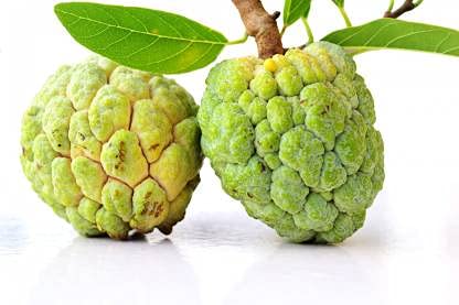 CUSTARD APPLE (SARIFA)