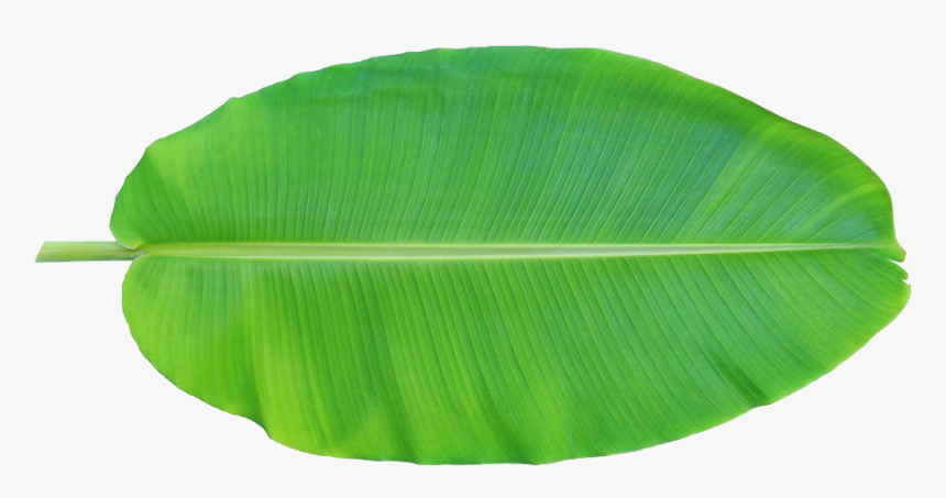 BANANA LEAVES (KELA PATTA)