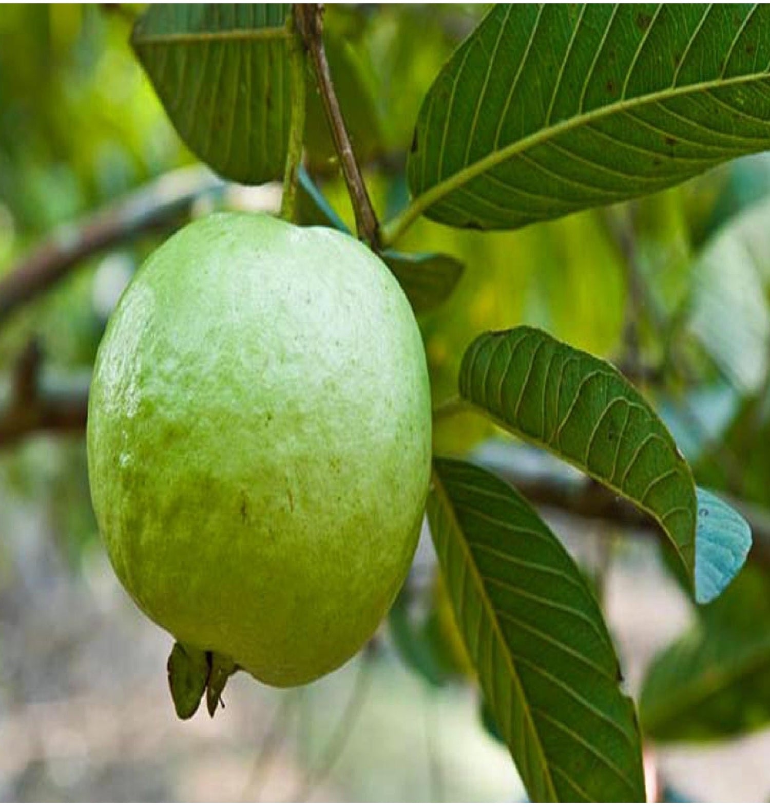 GUAVAS & PEARS
