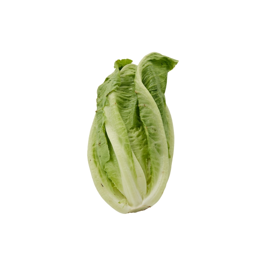 ROMAINE LETTUCE (SALAD PATTA)