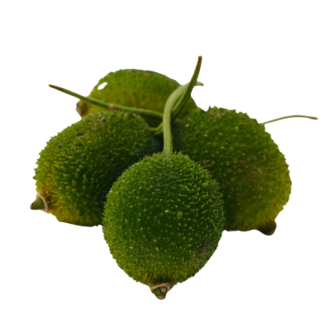 SPINY GOURD (KAKODA)
