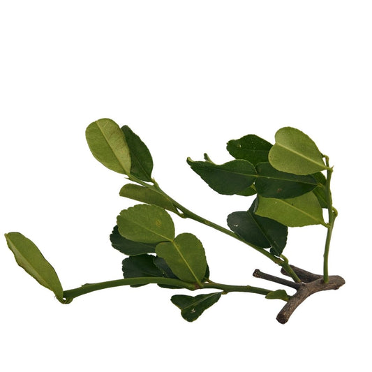 LEMON LEAVES (NIMBU PATTA)