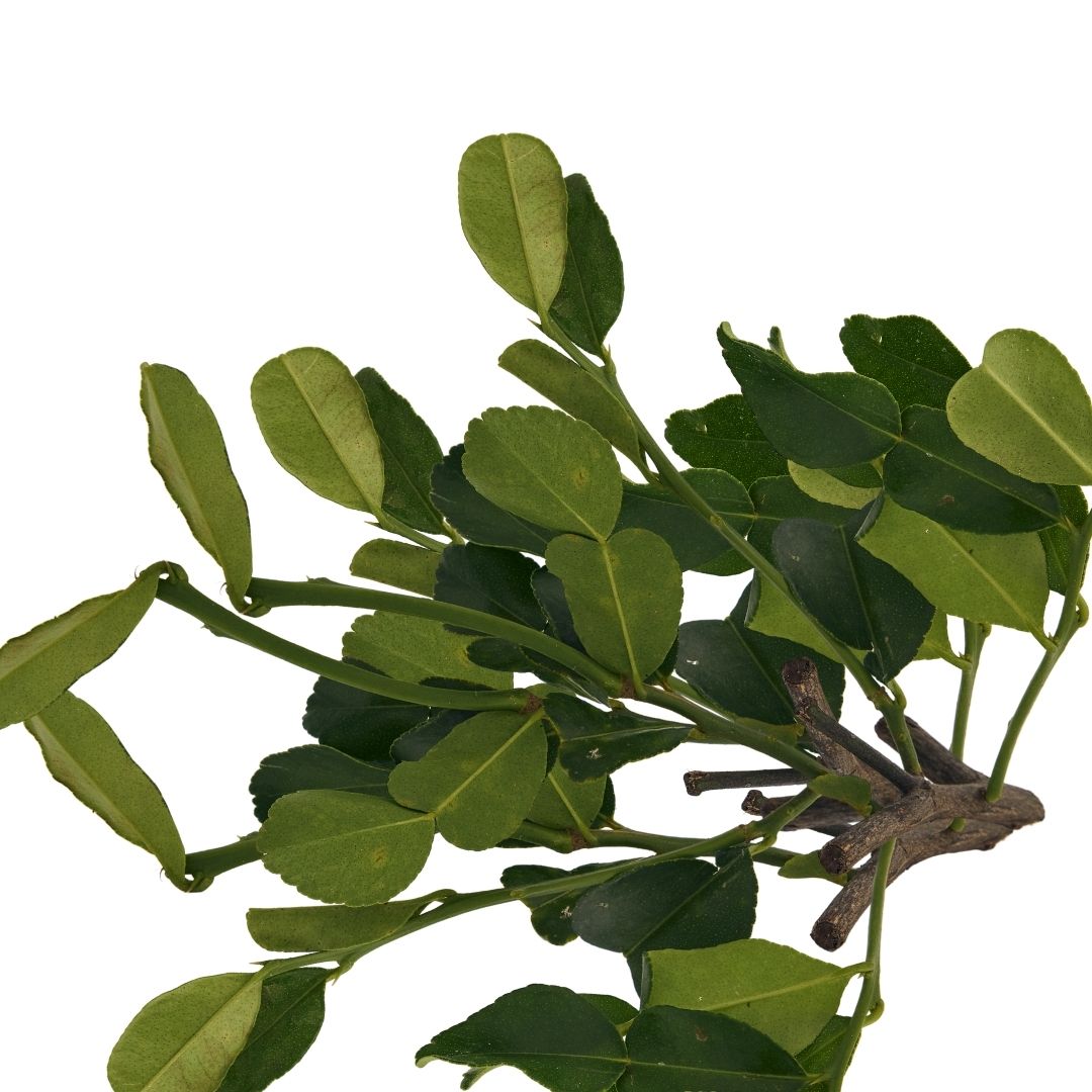 LEMON LEAVES (NIMBU PATTA)