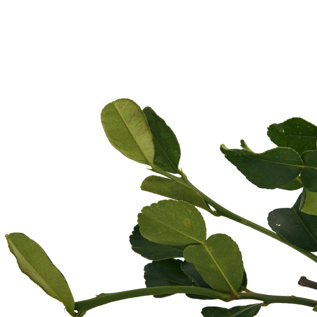 LEMON LEAVES (NIMBU PATTA)