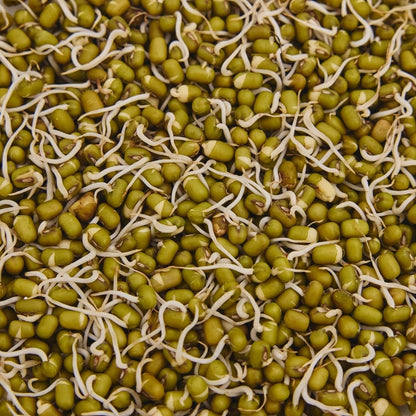 SPROUT (MOONG) ANKURIT MOONG
