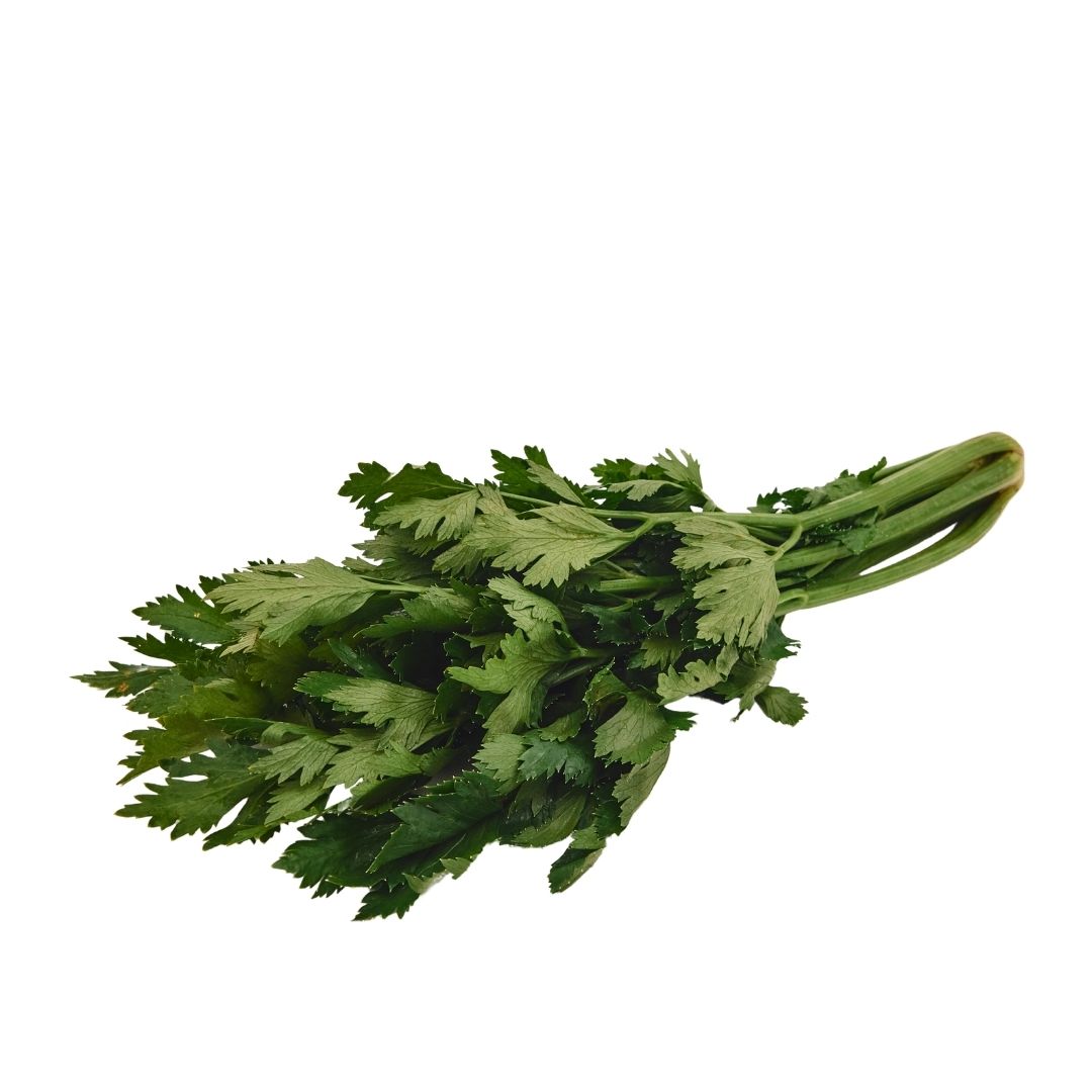 CELERY