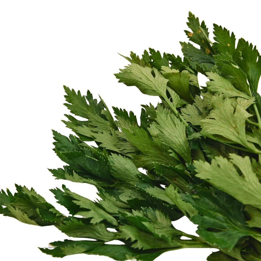 CELERY