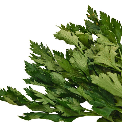 CELERY