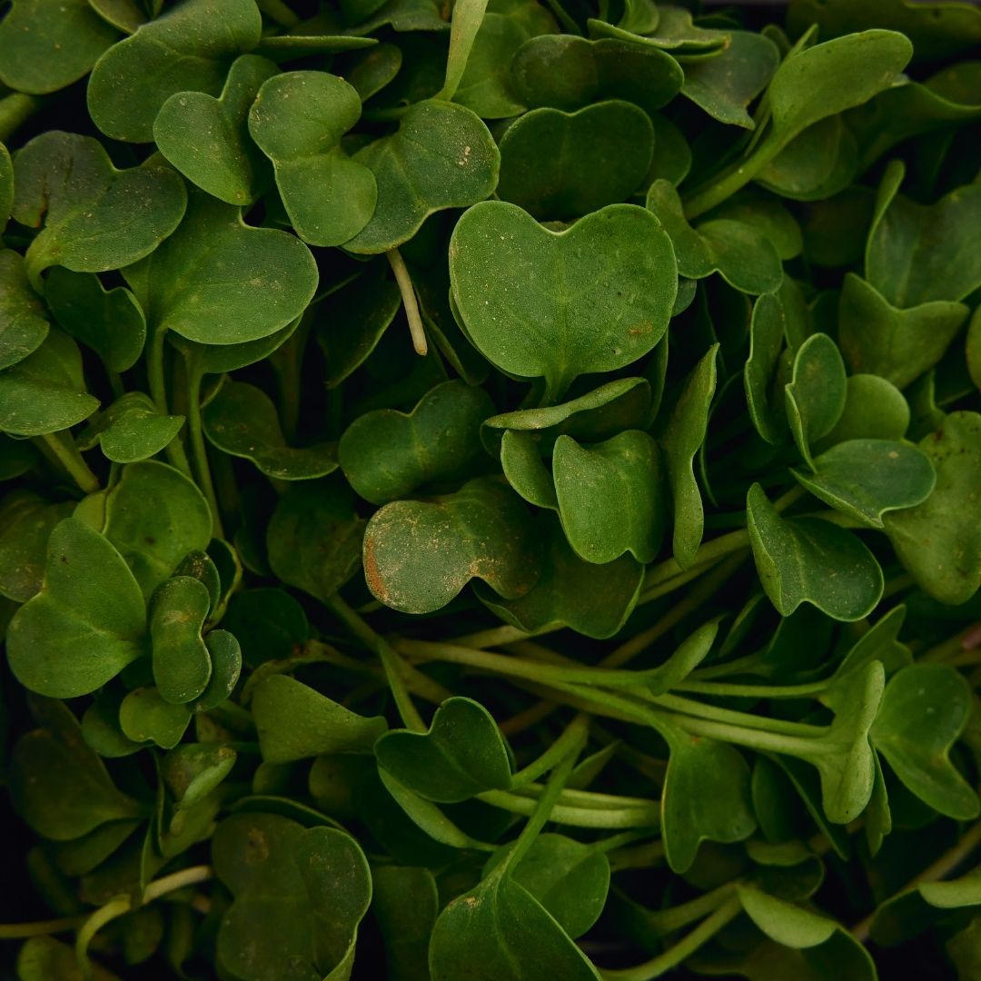 RADISH MICROGREEN