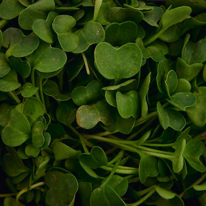 RADISH MICROGREEN