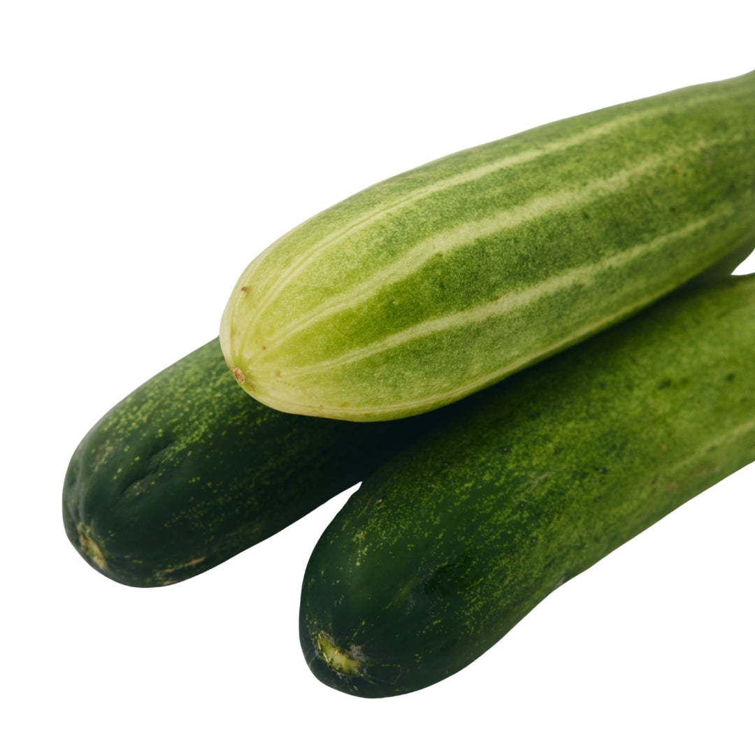 CUCUMBER (HYBRID) KHEERA