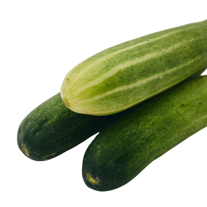 CUCUMBER (HYBRID) KHEERA