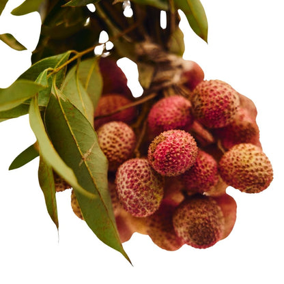 LICHI
