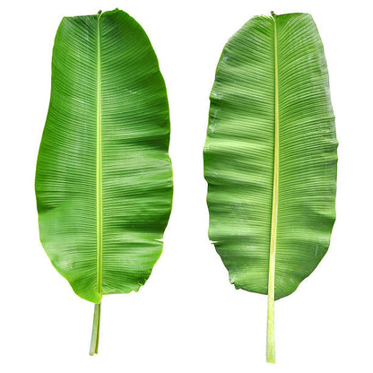 BANANA LEAVES (KELA PATTA)