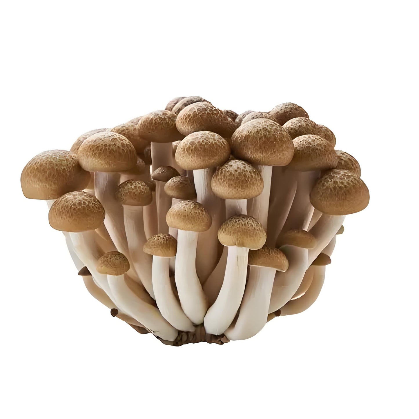 BROWN SHIMEJI (MUSHROOM)