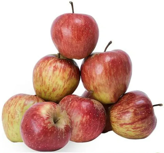 APPLE SHIMLA