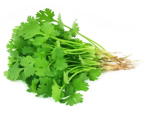 GREEN CORIANDER (HARI DHANIYA)