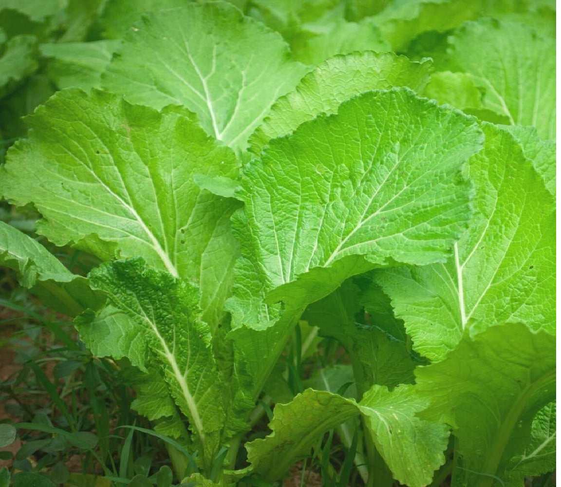 SARSO SAAG (MUSTERD LEAVES)