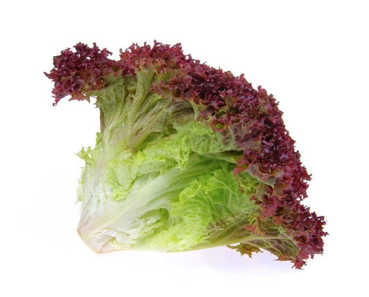 Lollo Rossa Lettuce  Hydroponic