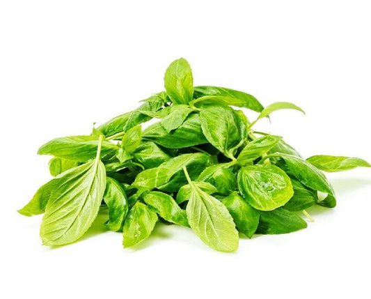 Italian Basil Hydroponic - Organically Grown