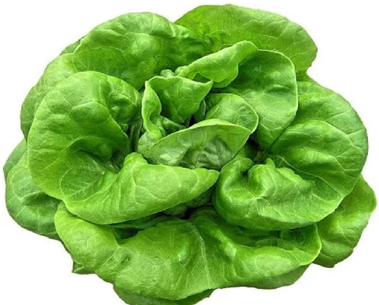 Green Butterhead Lettuce - Hydroponic
