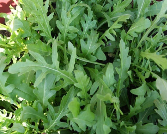 Arugula hydroponic