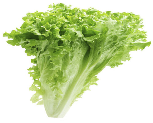 Curly Green lettuce Hydroponic