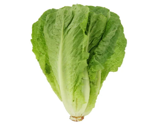 Romaine Lettuce Hydroponic