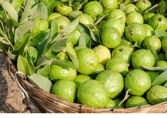 INDIAN GUAVA (DESI AMRUD)