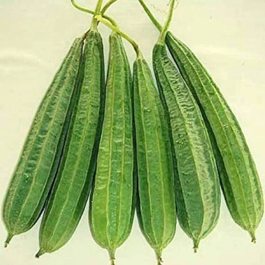 SPONGE GOURD (DESI TORI)