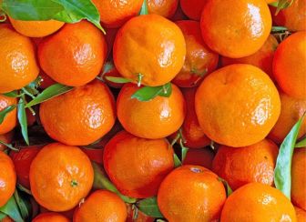 MINI ORANGE (MANDARIN)
