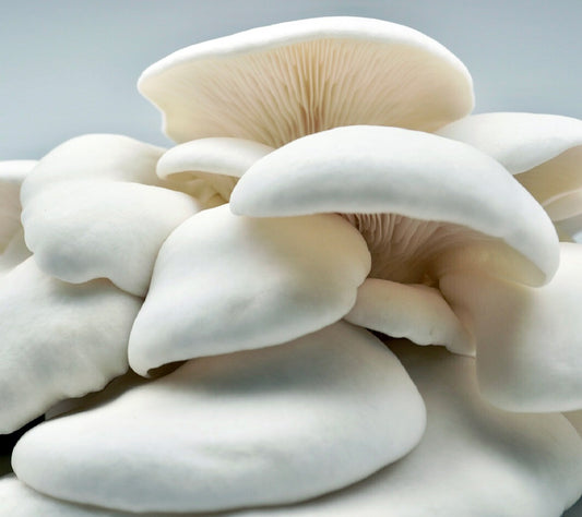Oyster White Mushroom